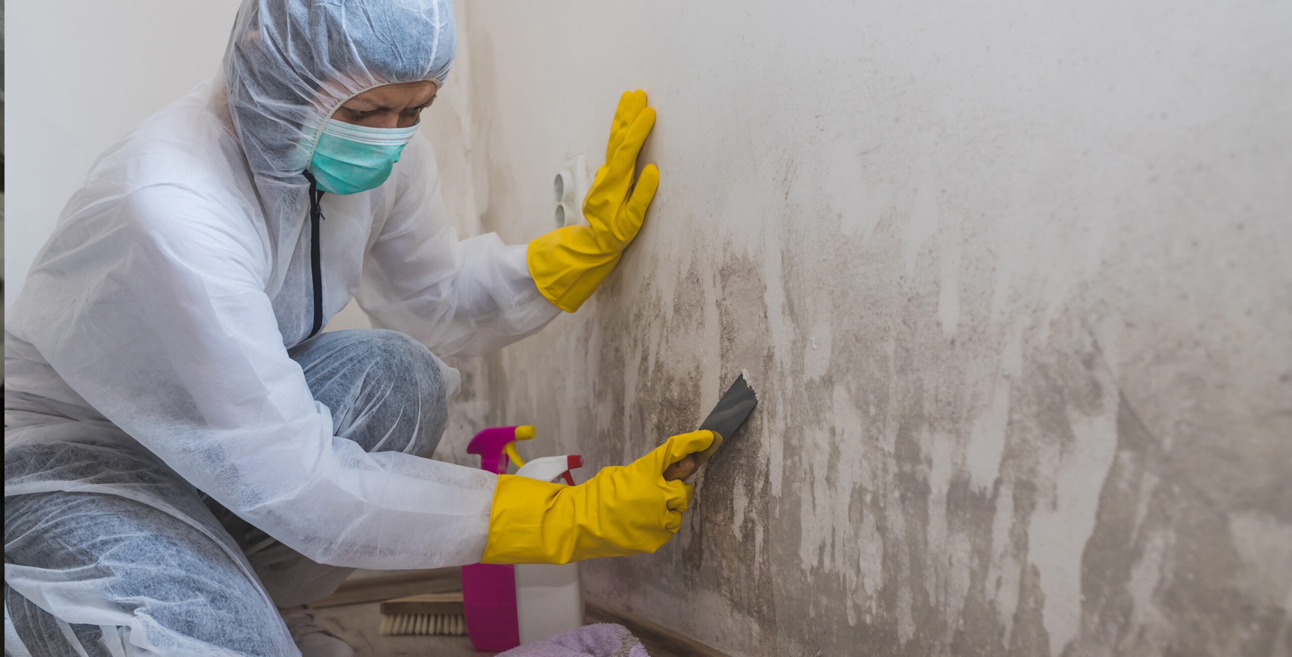 Mold Removal Services 